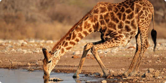 How to Help Wildlife During the Summer: Simple Steps to Be a Nature Hero