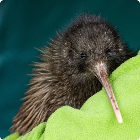 Why Bamboo Socks Work So Well for New Zealand Conditions