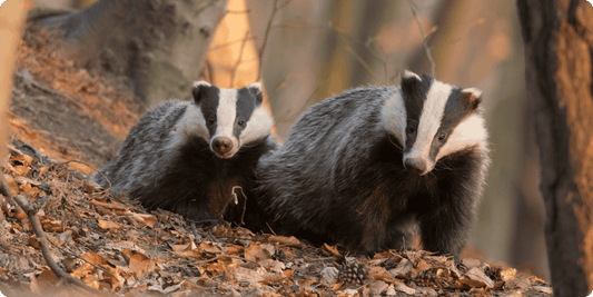10 Brilliantly Odd Facts About Badgers