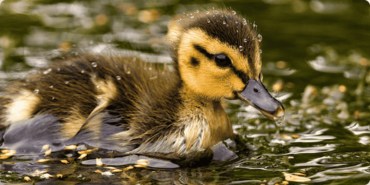 How Animals Keep Cool in the Summer: Ducklings, Goats & Highland Cows