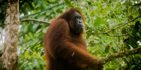 Orangutans: The Furry, Funny, and Fantastic Forest Dwellers!