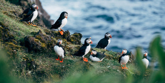 Puffins: The Adorable Clowns of the Sea