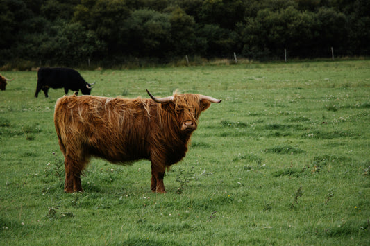 Highland Cows: The Majestic, Gentle Giants of Scotland