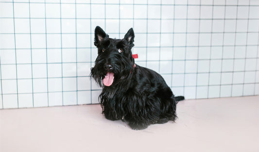 Scottish Terriers: Scotland’s Small Hound with a Big Personality